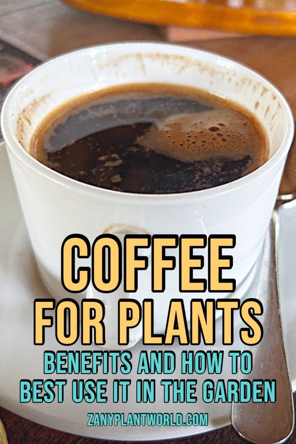 Coffee For Plants 6 Benefits And How To Best Use It In The Garden