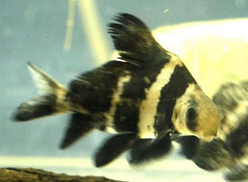 Freshwater Sharks