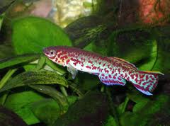 Killifish