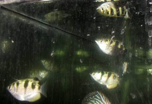 Archer Fish