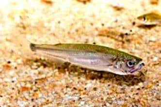 Barracuda