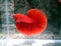 Bettas