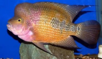 Flower Horn Cichlids