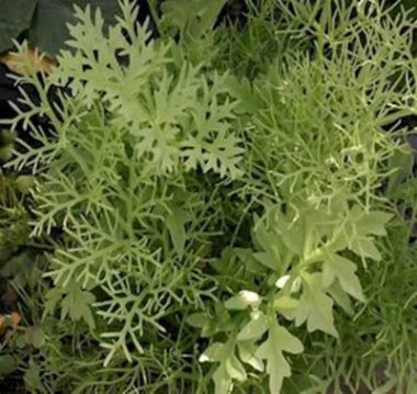 Ground Cover