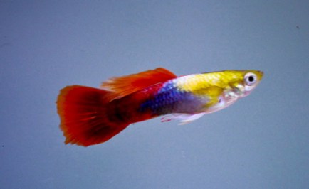 Guppies