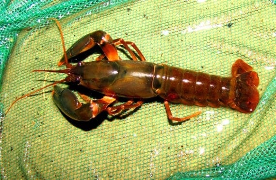 Lobster
