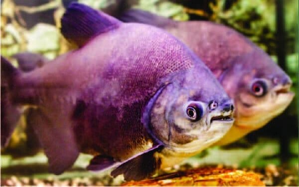 Pacu