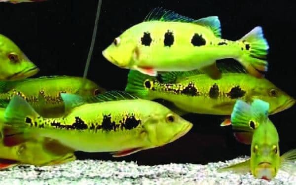 Peacock Bass