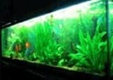 Aquarium Plant Packages