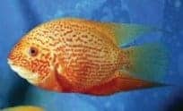 Severum