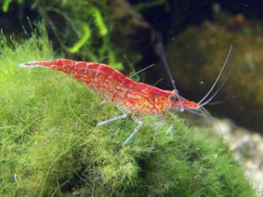 Shrimp
