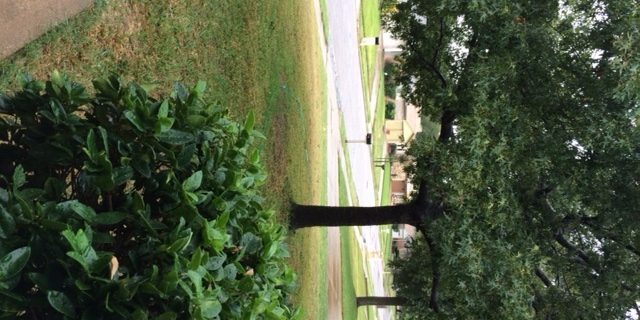 outdoor water conservation tips