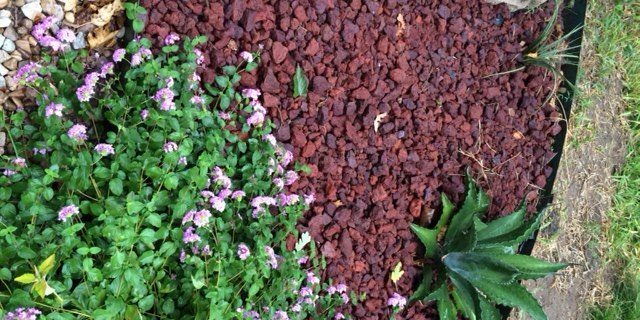 landscape that conserves water