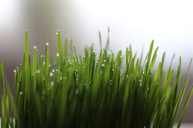 Can I Put Wheatgrass In A Blender - Bill Lentis Media