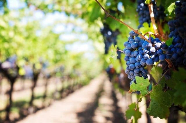 Can You Blend Grapes - Bill Lentis Media Can You Blend Grapes - Bill Lentis Media
