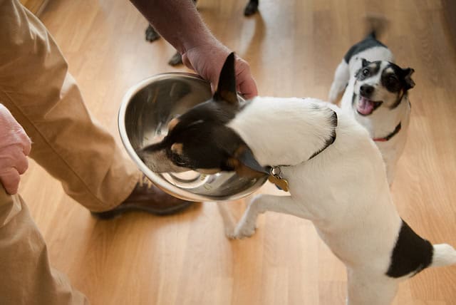 hypoallergenic dog food