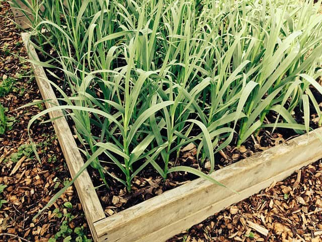 Vegetable Garden Box -- Bill Lentis Media