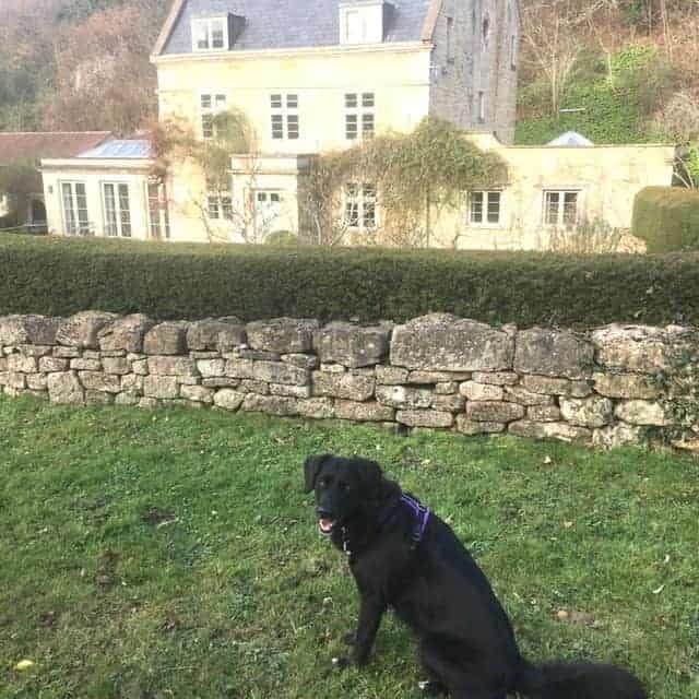 Flossie my Cyprus rescue dog