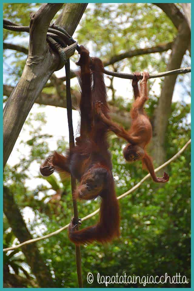Oranghi allo zoo di Singapore