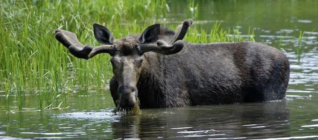 Moose eating in a pong