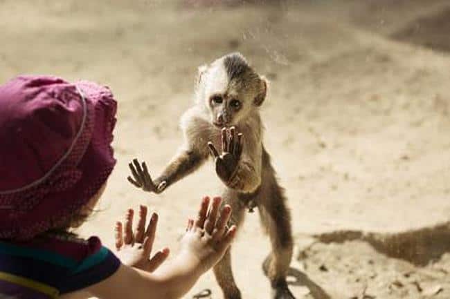 human baby girl playing with a monkey