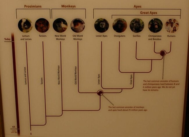 Primate-Human evolution tree chart