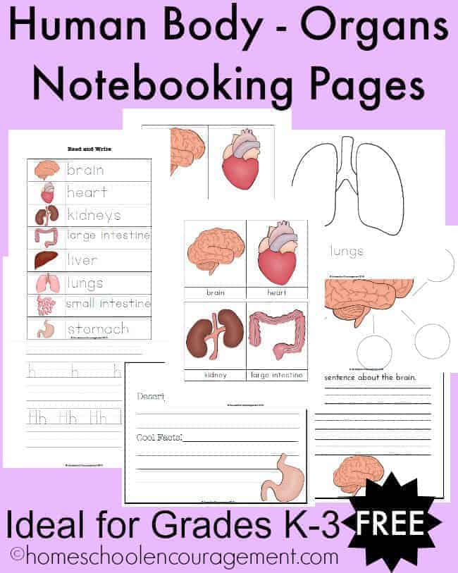 Teaching the human body in your homeschool? Do you notebook? Try these free printables created for ages K-3rd grade.