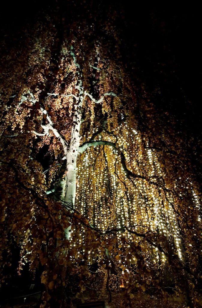 Botanischer Garten Weihnachtsgarten 3