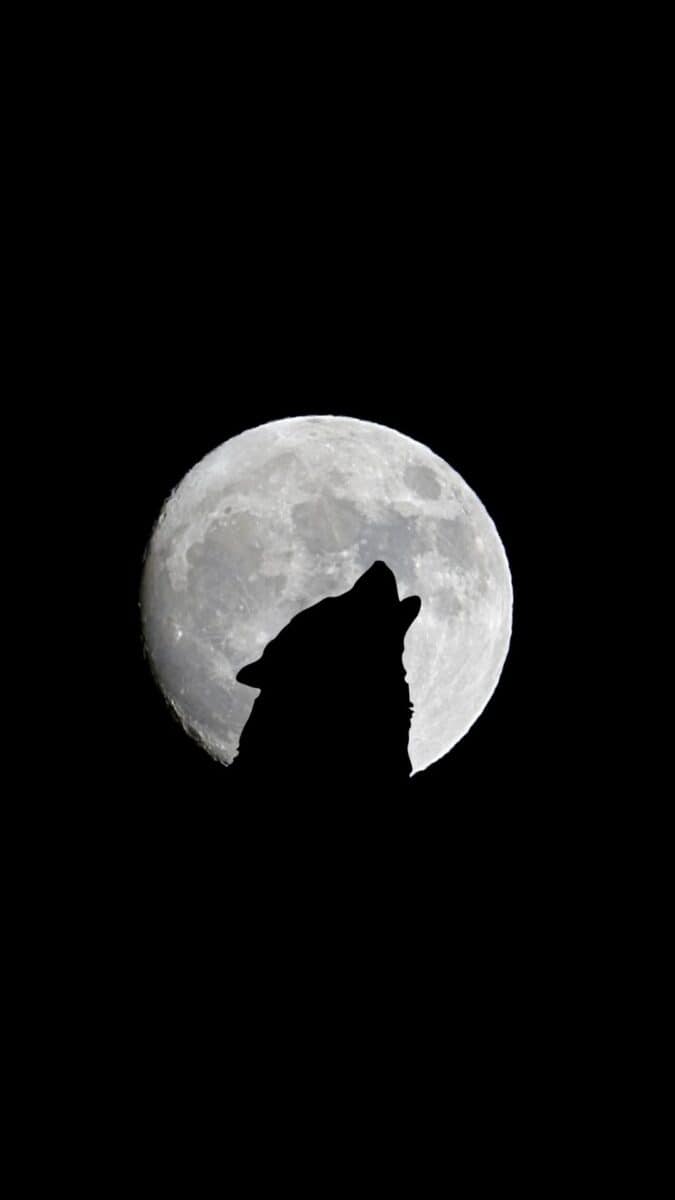 wolf hauling at moon Black Aesthetic Wallpapers