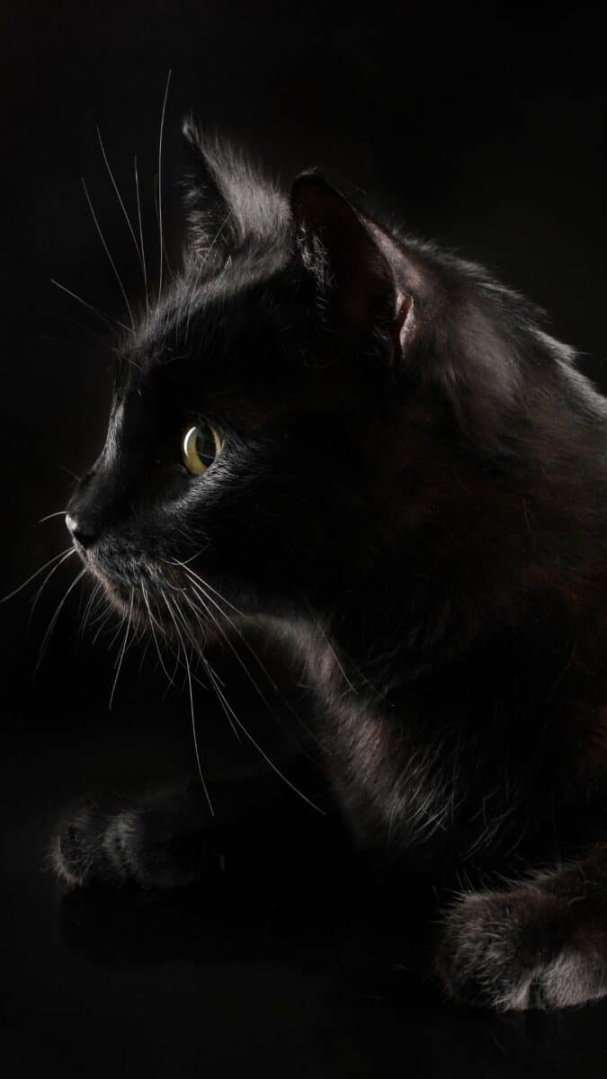 Black Aesthetic Wallpapers