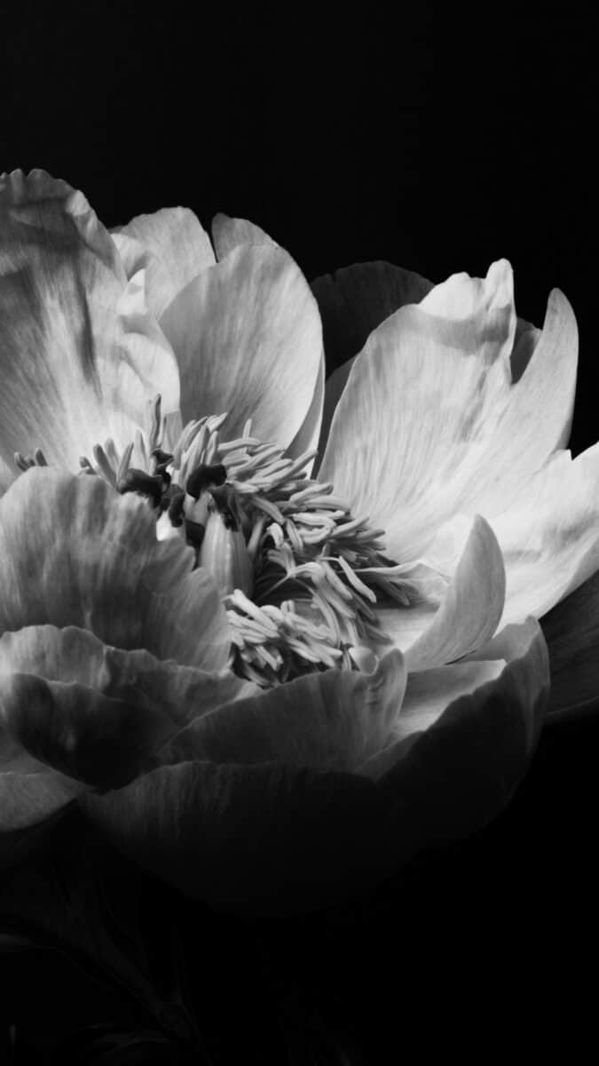 If you have a black or jet black iPhone you need these. wallpaper | Black rose Aesthetic Wallpapers