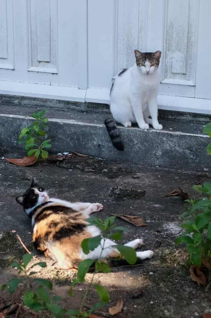 Cats at Parque Las Palomas