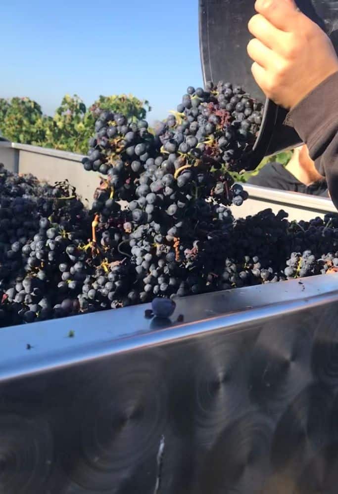 A close-up of freshly harvested grapes being poured from a black bucket into a large metal container, capturing the vibrant, deep purple hues of the grapes against the backdrop of the vineyard.