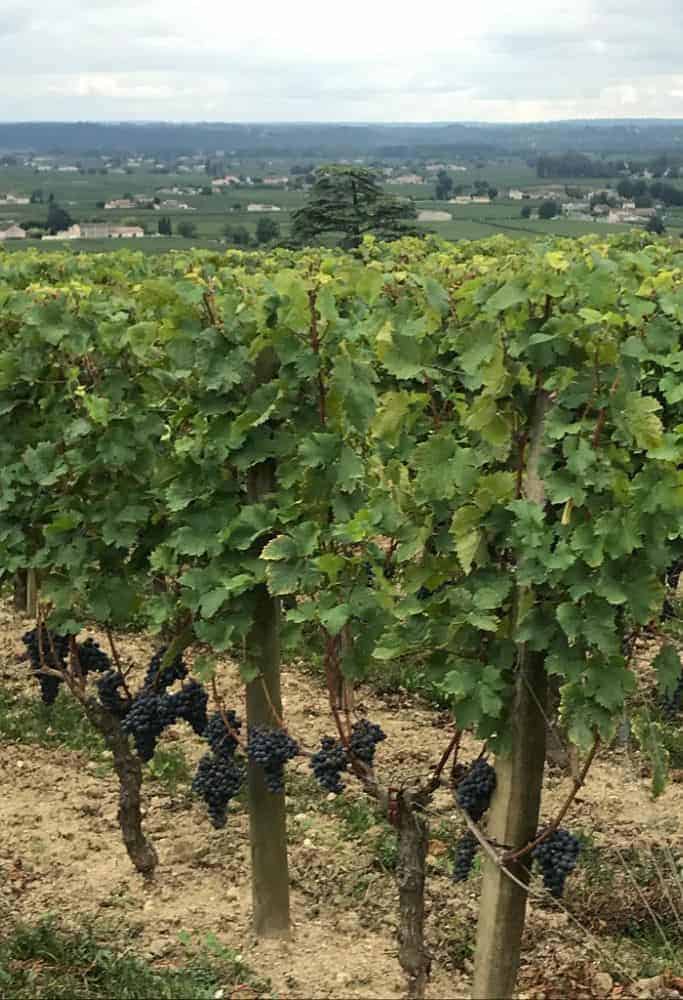 A lush vineyard filled with rows of grapevines heavy with ripe, dark grapes. The scene is set against a backdrop of rolling hills and distant buildings under a cloudy sky. A daytrip from Porto to the Douro Valley by train is an incredible way to see Portugal's wine country.