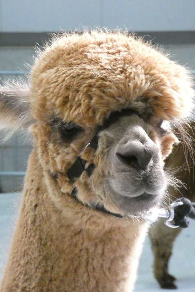 alpaca with halter