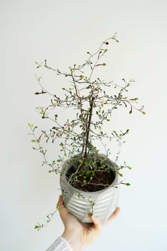 corokia cotoneaster zielony słoik