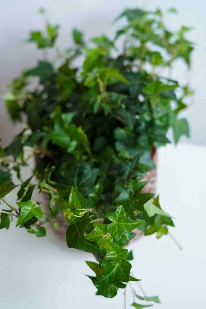 hedera helix pittsburgh