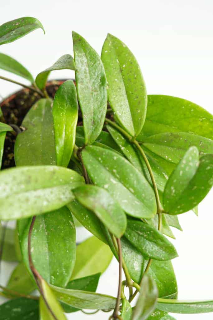 Hoja 'Splash' (Hoya pubicalyx)