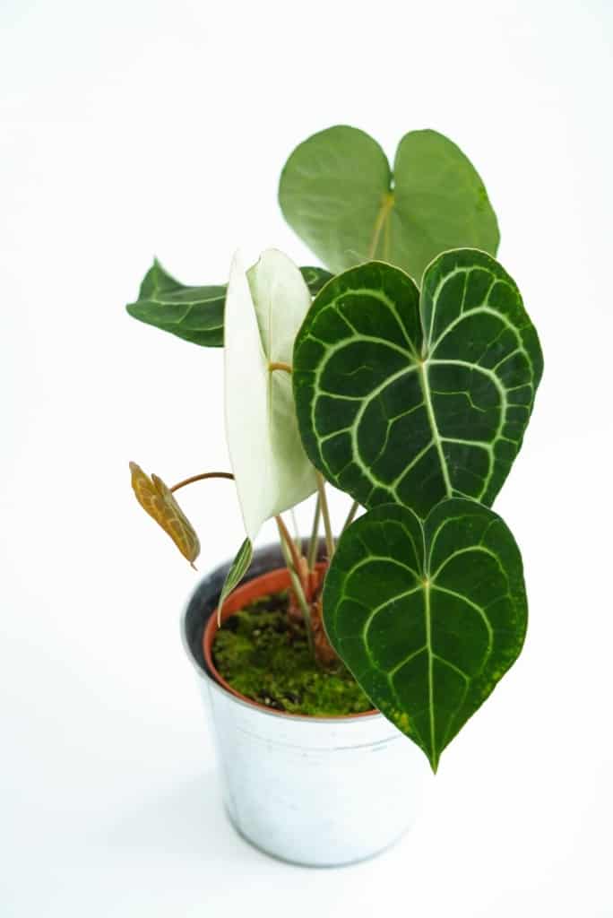 Anthurium clarinervium