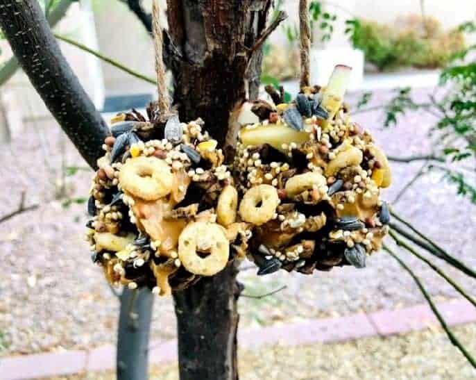 two finished feeders hanging on a tree