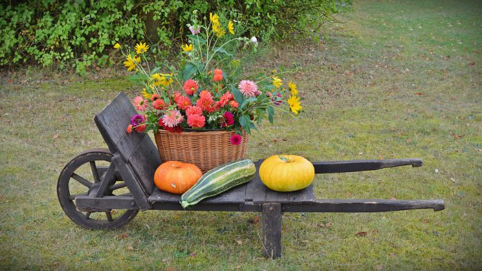 Indoor Vegetable Garden - Bill Lentis Media