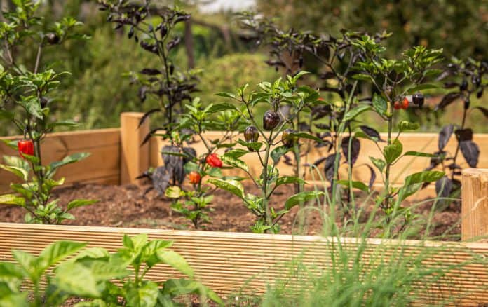 Raised Vegetable Garden - Bill Lentis Media