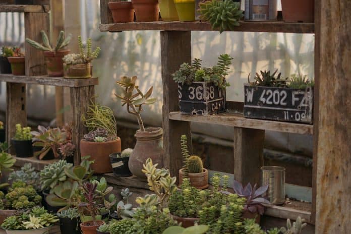 Potted Vegetable Garden - Bill Lentis Media