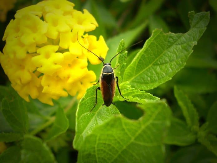 Best Insecticide For Vegetable Garden - Bill Lentis Media