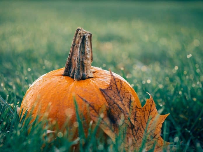 How To Make Pumpkin Soup With A Blender - Bill Lentis Media