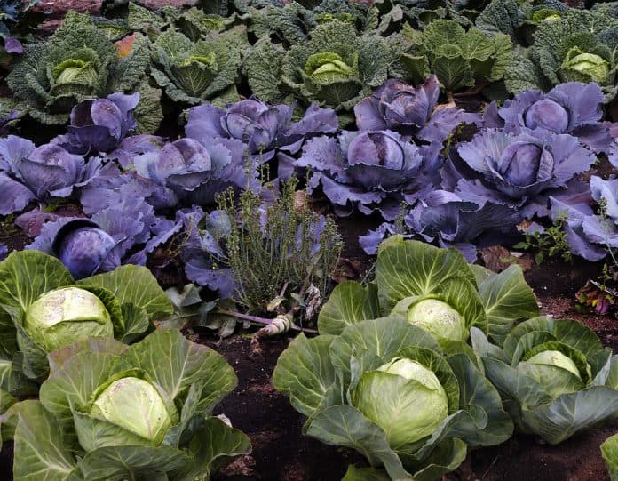 Urban Vegetable Garden - Bill Lentis Media