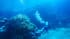 Scuba diver swimming above a coral reef, with bubbles rising from the tank in clear blue water