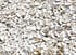 Close-up view of many empty oyster shells scattered across a surface, forming a pale, textured layer.