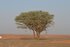 Represenative image: Restored Sahel savanna in Niger showing green vegetation growing from natural root systems through Farmer Managed Natural Regeneration