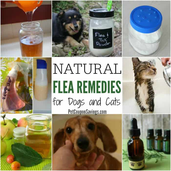 5 Flea Facts: How Seresto Can Help Pet Coupon Savings